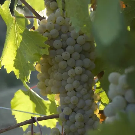 Umbria Valnerina In Noble Near Spoleto X 4-6 Persons Дом отдыха Сант'Анатолия-ди-Нарко